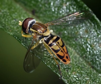 Syrphid Fly, Toxomerus marginatus, male