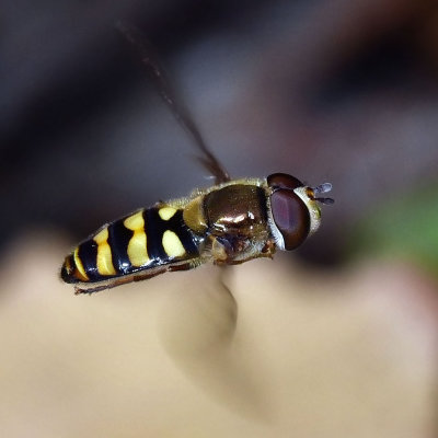 Syrphid Fly, Eupeodes fumipennis, male