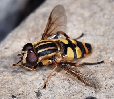 Syrphid Fly, Helophilus sp, male