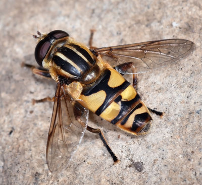 Syrphid Fly, Helophilus sp, male