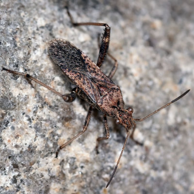 Alydidae: Broad-headed Bugs