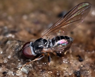 Large-headed Fly, male