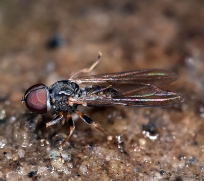 Large-headed Fly, male