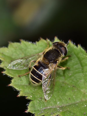 Syrphid Fly, Eristalis interrupta, female