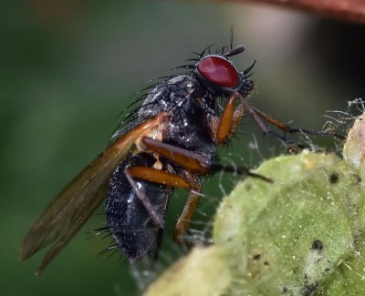 Muscidae: House Flies