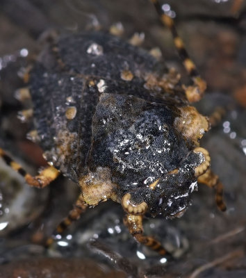 Big-Eyed Toad Bug, Gelastocoris oculatus