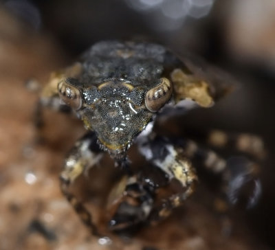 Big-Eyed Toad Bug