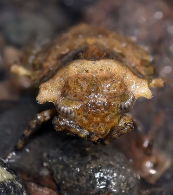 Big-Eyed Toad Bug