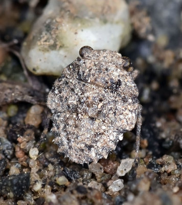 Big-Eyed Toad Bug