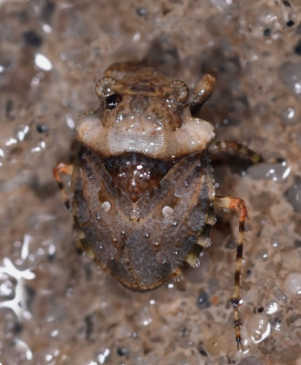 Big-Eyed Toad Bug