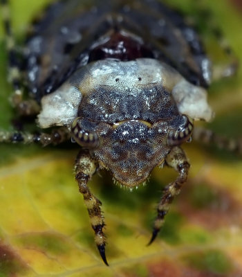 Big-Eyed Toad Bug