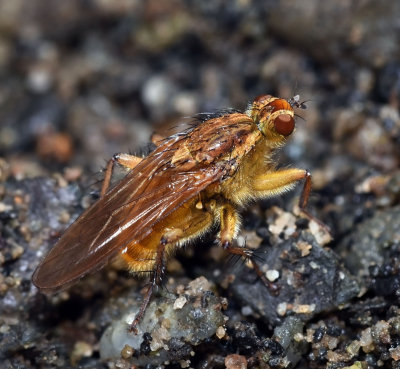 Scathophagidae: Dung Flies