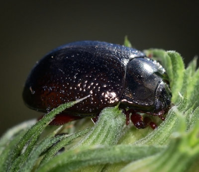 Leaf Beetle, Chrysolina sp