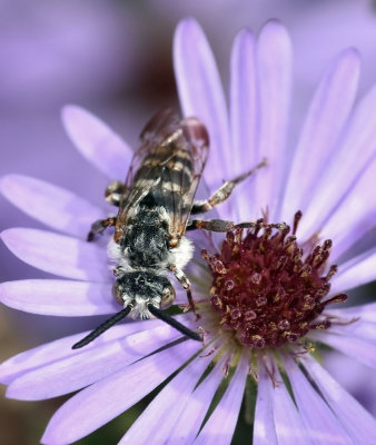 Digger-bee Cuckoo Bee, Xeromelecta californica