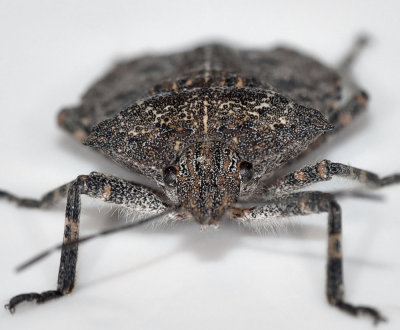 Tree Stink Bug, Brochymena sulcata