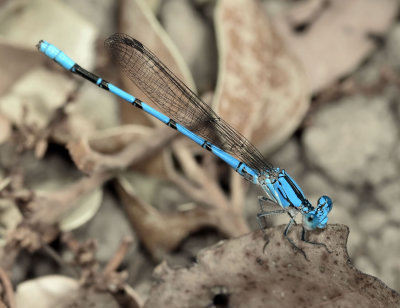 California Dancer, male