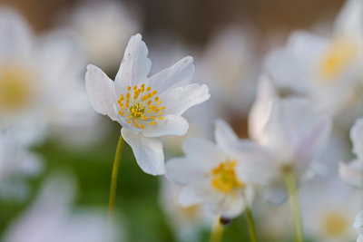 Zawilec gajowy (Anemone nemorosa L.)