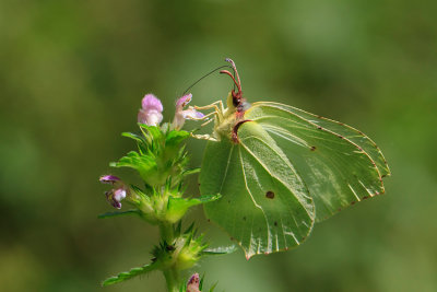 Latolistek cytrynek (<i>Gonepteryx rhamni</i>)