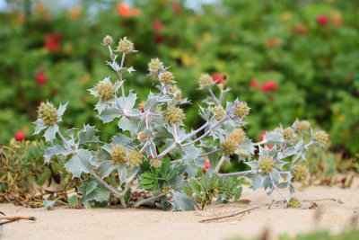 Mikolajek nadmorski (<i>Eryngium maritimum</i>)