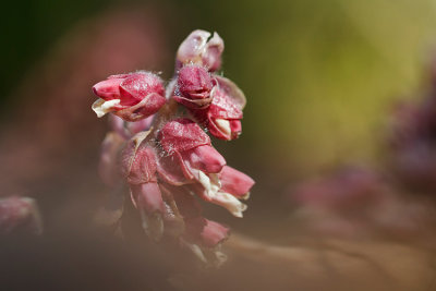 Luskiewnik rozowy (Lathraea squamaria)