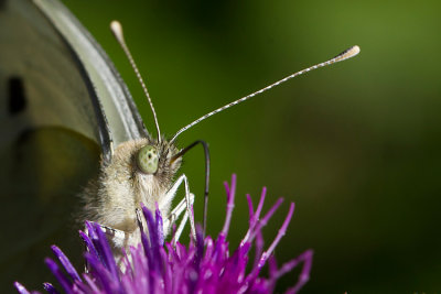 Bielinek kapustnik (Pieris brassicae)