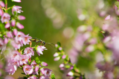 Chrysanthia geniculata