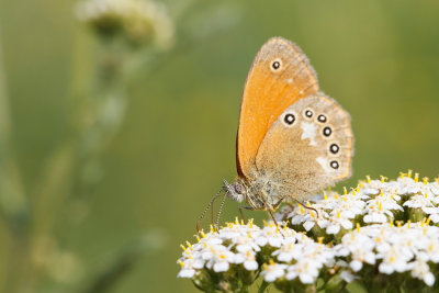 Strzępotek glicerion (Coenonympha glycerion)