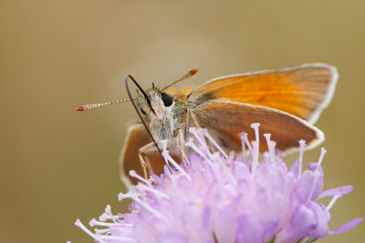 Karłątek (Thymelicus sp.)