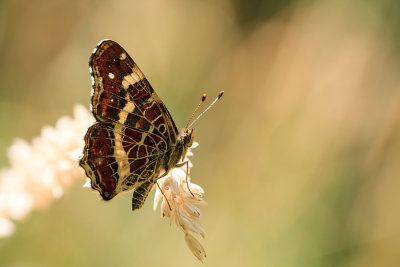 Rusałka kratkowiec (Araschnia levana)