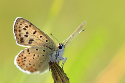 Czerwończyk uroczek (Lycaena tityrus)