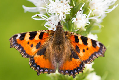 Rusałka pokrzywnik (Aglais urticae)