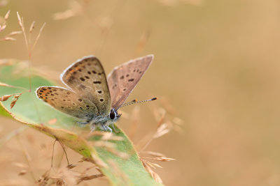 Czerwończyk uroczek (Lycaena tityrus)