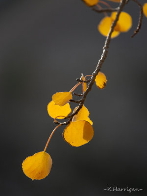 Fall Cascade