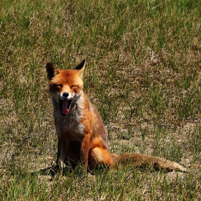 Amsterdamse Waterleidingduinen