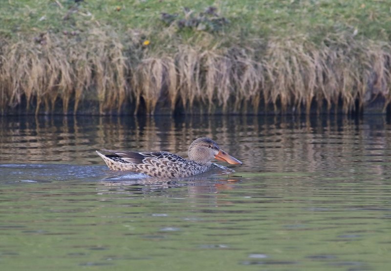 Slobeend / Northern Shoveler