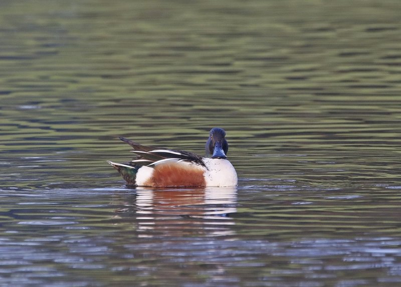 Slobeend / Northern Shoveler