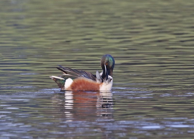 Slobeend / Northern Shoveler