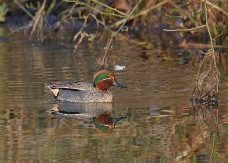 Wintertaling / Common Teal