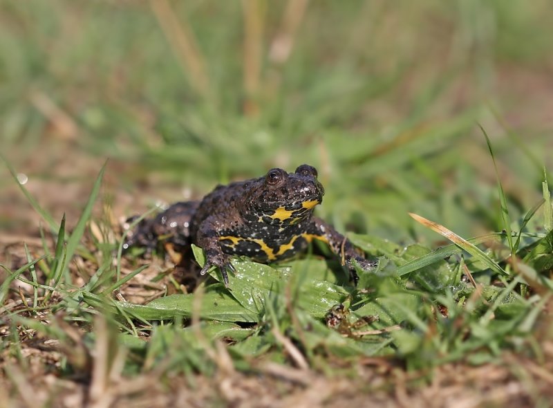 Geelbuikvuurpad / Yellow-bellied Toad