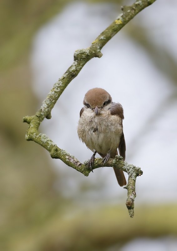 Bruine Klauwier / Brown Shrike