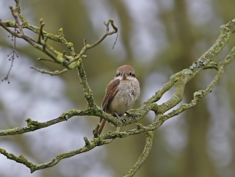 Bruine Klauwier / Brown Shrike