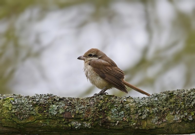 Bruine Klauwier / Brown Shrike