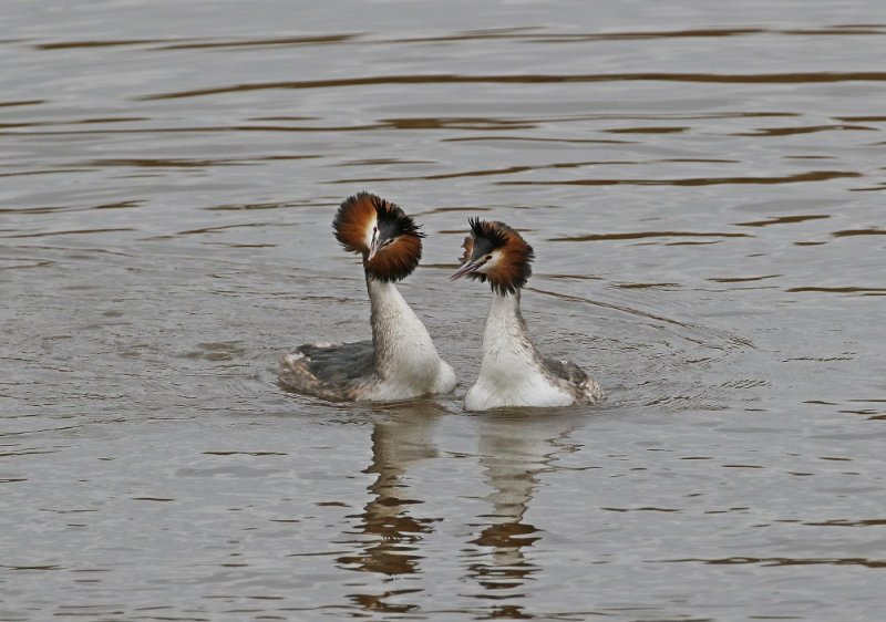 Fuut / Great Crested Grebe