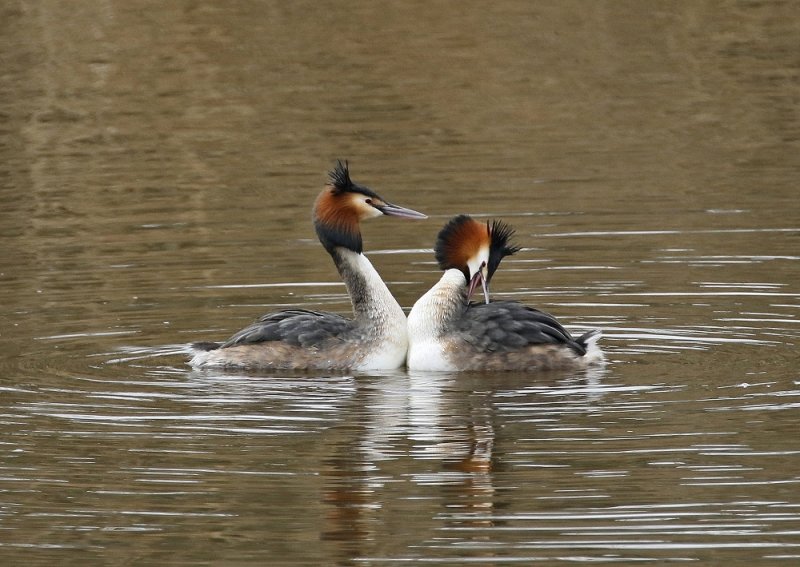 Fuut / Great Crested Grebe