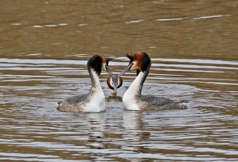 Fuut / Great Crested Grebe