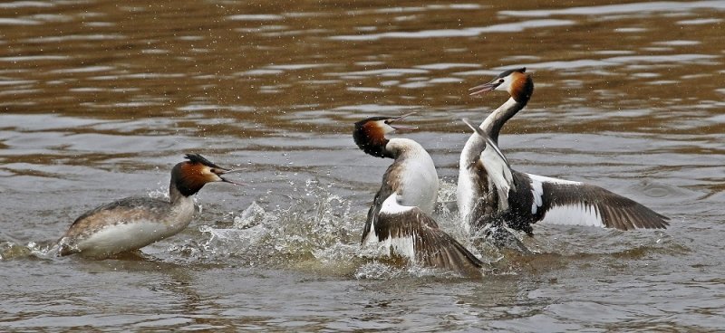 Fuut / Great Crested Grebe