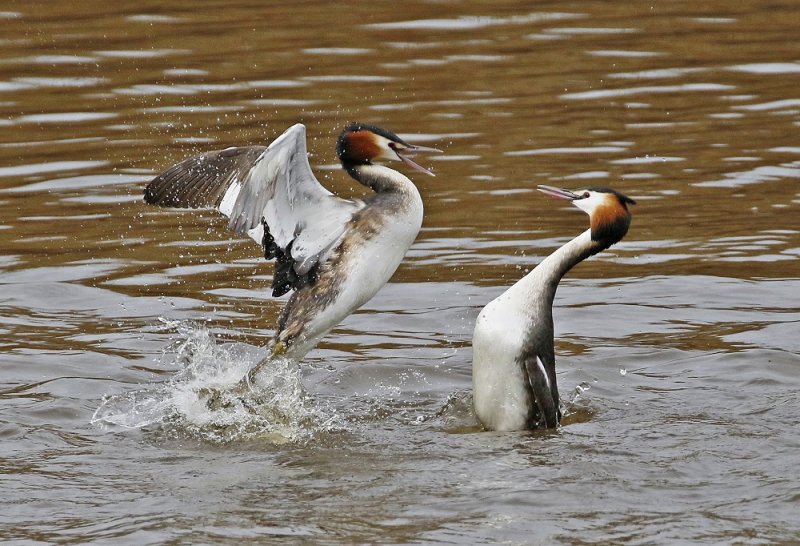 Fuut / Great Crested Grebe