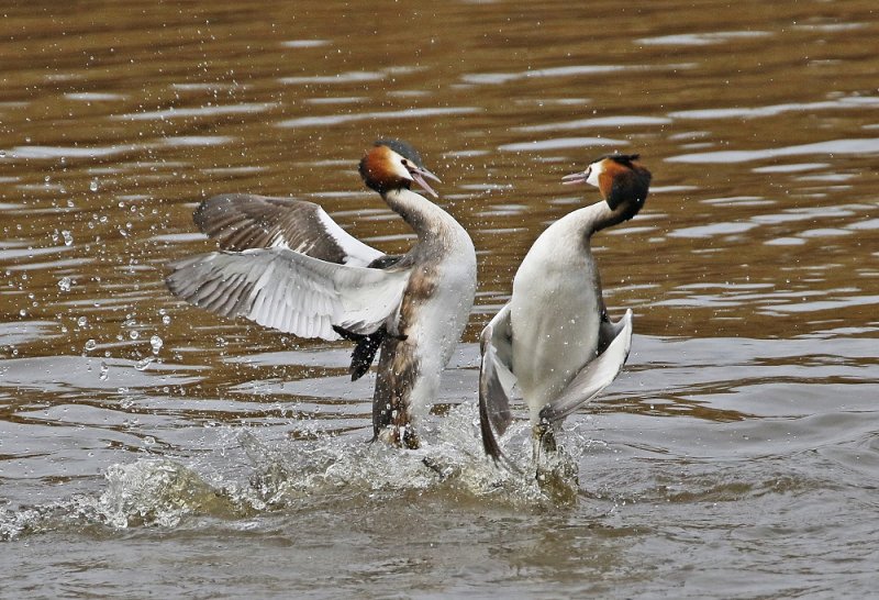 Fuut / Great Crested Grebe