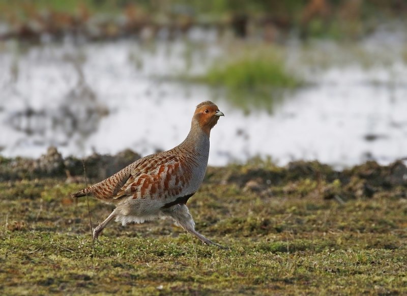 Patrijs / Grey Partridge