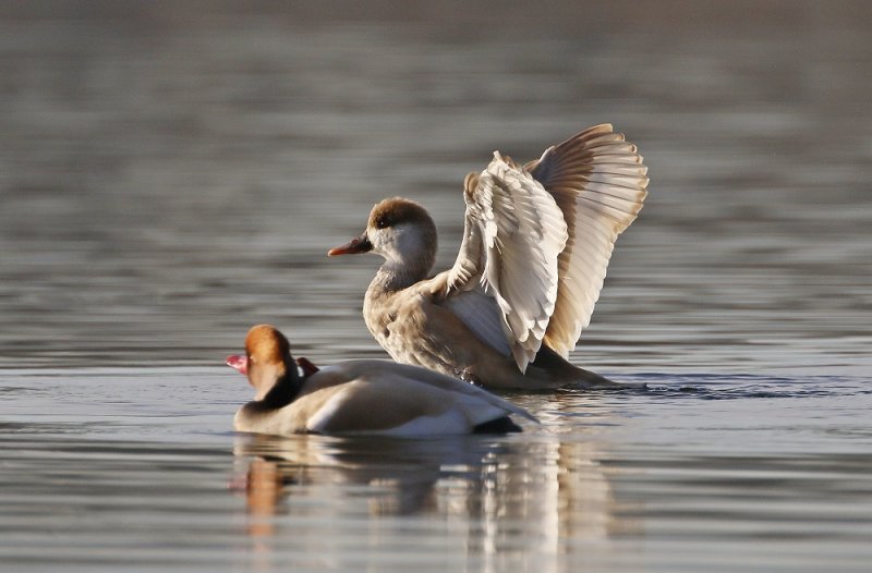 Krooneend / Red-crested Pochard